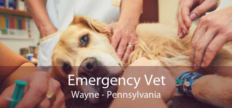 Emergency Vet Wayne - Pennsylvania