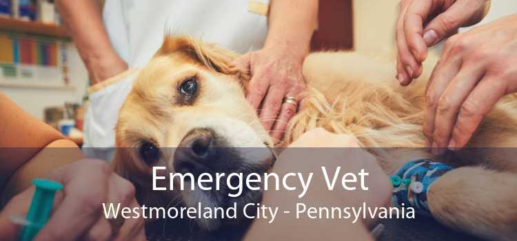 Emergency Vet Westmoreland City - Pennsylvania