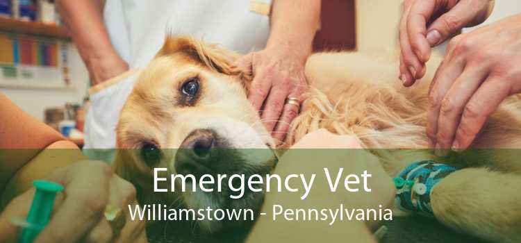 Emergency Vet Williamstown - Pennsylvania