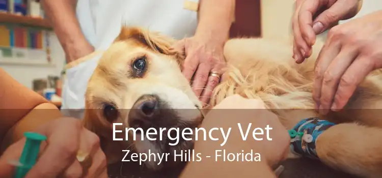 Emergency Vet Zephyr Hills - Florida