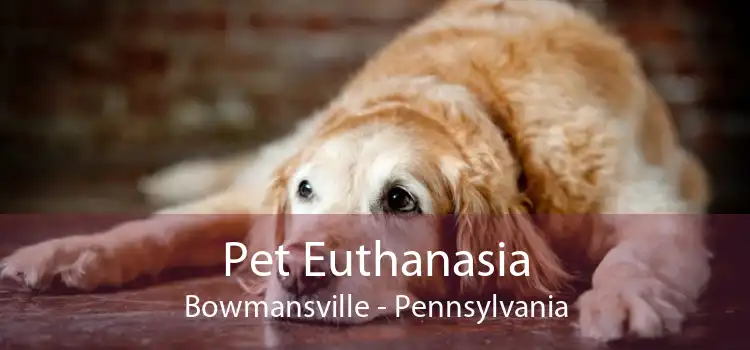 Pet Euthanasia Bowmansville - Pennsylvania