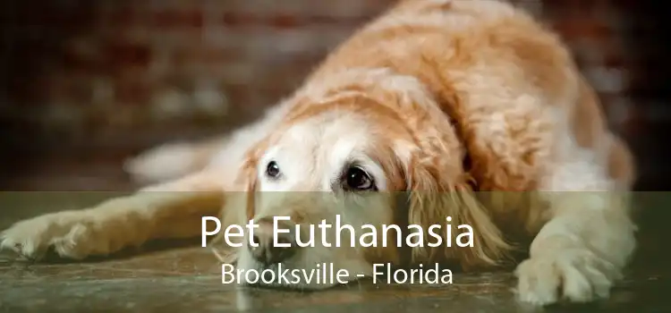 Pet Euthanasia Brooksville - Florida