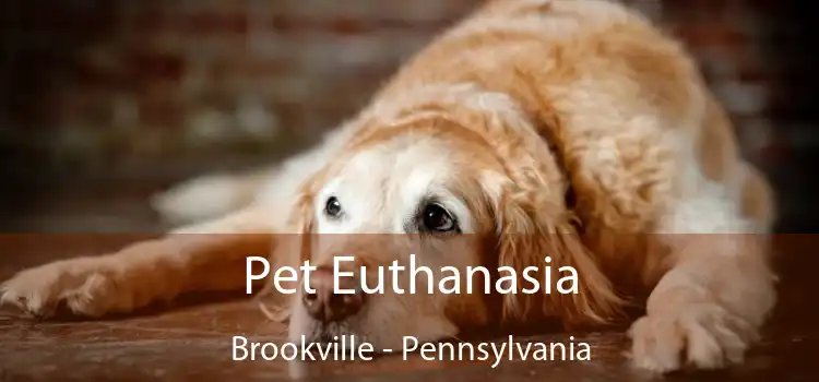 Pet Euthanasia Brookville - Pennsylvania