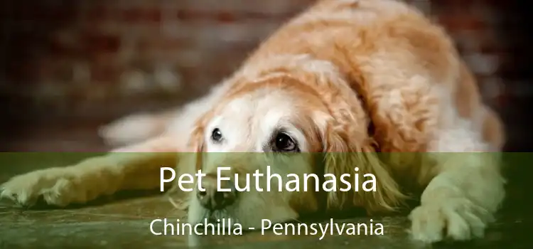 Pet Euthanasia Chinchilla - Pennsylvania