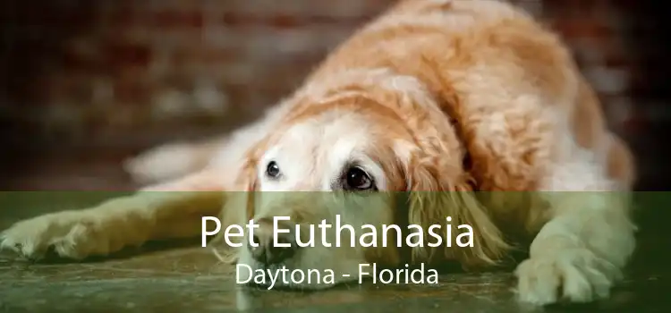Pet Euthanasia Daytona - Florida