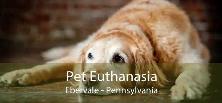 Pet Euthanasia Ebervale - Pennsylvania