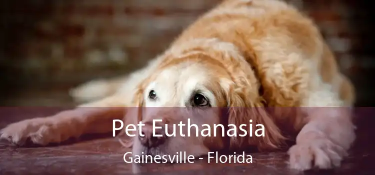 Pet Euthanasia Gainesville - Florida