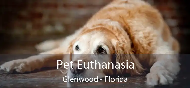 Pet Euthanasia Glenwood - Florida