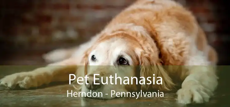 Pet Euthanasia Herndon - Pennsylvania