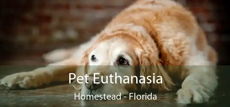 Pet Euthanasia Homestead - Florida