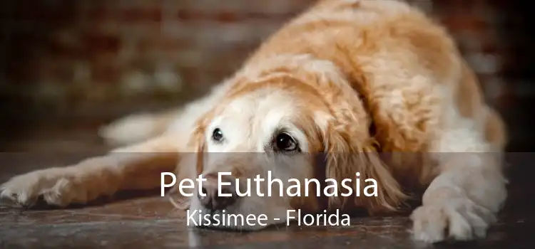 Pet Euthanasia Kissimee - Florida