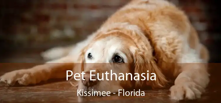 Pet Euthanasia Kissimee - Florida