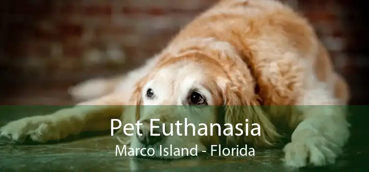 Pet Euthanasia Marco Island - Florida