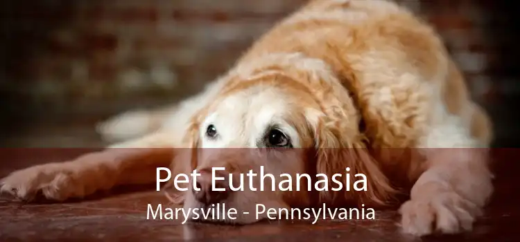 Pet Euthanasia Marysville - Pennsylvania