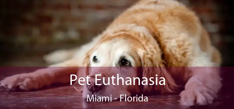 Pet Euthanasia Miami - Florida