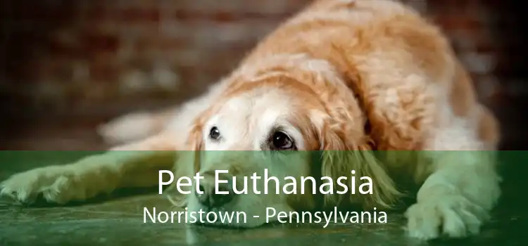 Pet Euthanasia Norristown - Pennsylvania