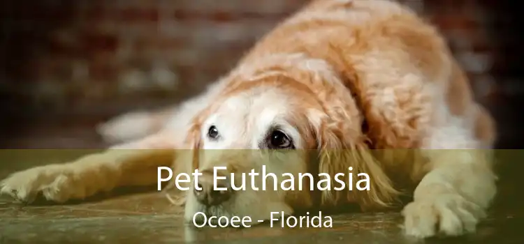 Pet Euthanasia Ocoee - Florida