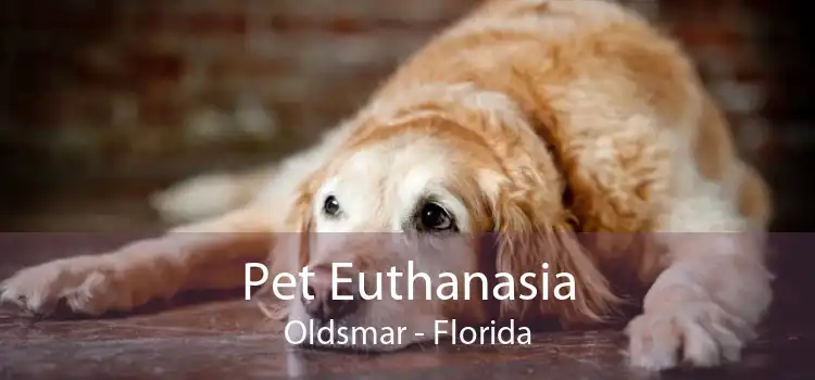 Pet Euthanasia Oldsmar - Florida