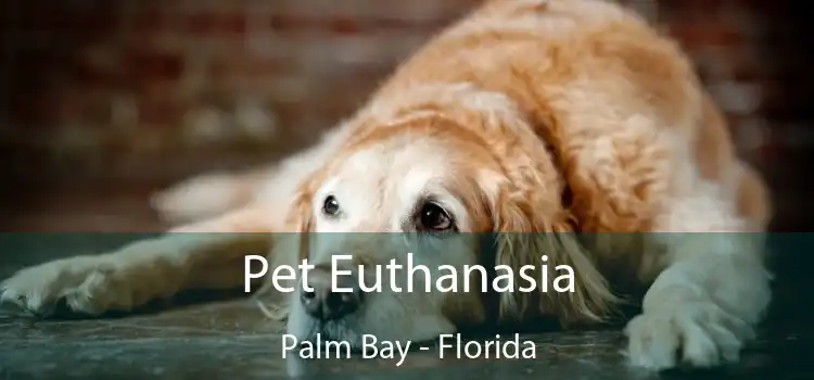 Pet Euthanasia Palm Bay - Florida