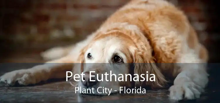 Pet Euthanasia Plant City - Florida