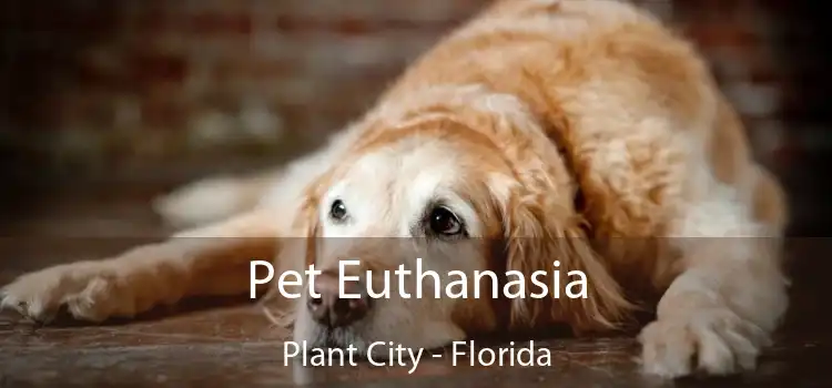 Pet Euthanasia Plant City - Florida