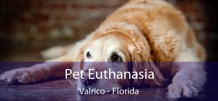 Pet Euthanasia Valrico - Florida