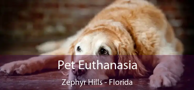 Pet Euthanasia Zephyr Hills - Florida