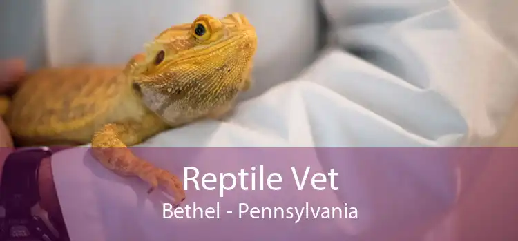 Reptile Vet Bethel - Pennsylvania