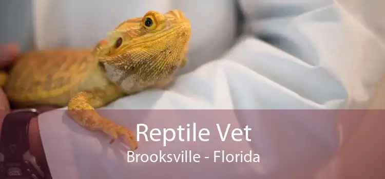 Reptile Vet Brooksville - Florida