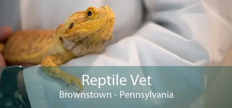 Reptile Vet Brownstown - Pennsylvania