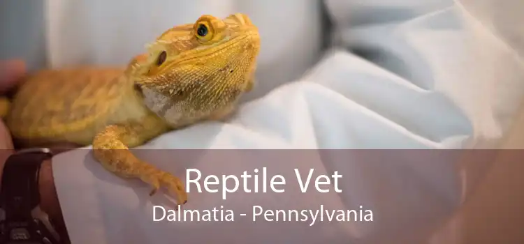 Reptile Vet Dalmatia - Pennsylvania