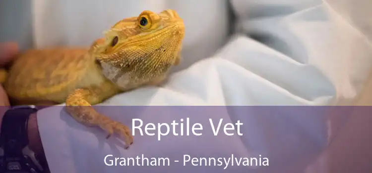 Reptile Vet Grantham - Pennsylvania