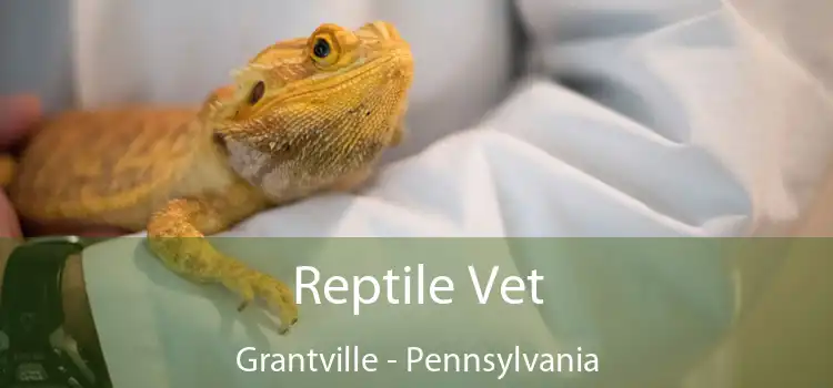 Reptile Vet Grantville - Pennsylvania