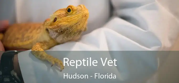 Reptile Vet Hudson - Florida