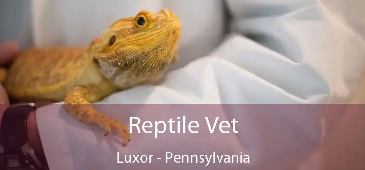 Reptile Vet Luxor - Pennsylvania