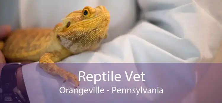 Reptile Vet Orangeville - Pennsylvania