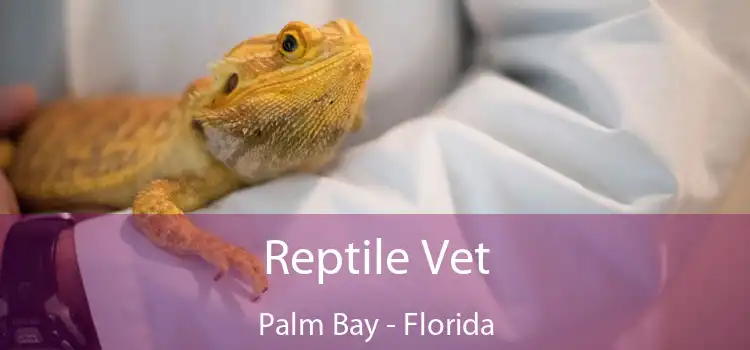 Reptile Vet Palm Bay - Florida