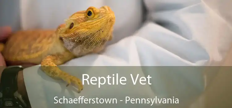 Reptile Vet Schaefferstown - Pennsylvania