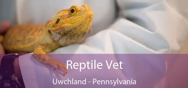 Reptile Vet Uwchland - Pennsylvania