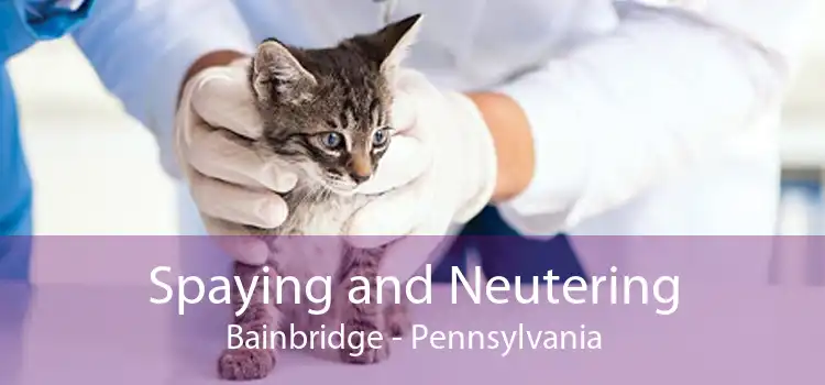 Spaying and Neutering Bainbridge - Pennsylvania