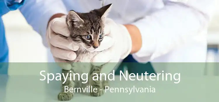 Spaying and Neutering Bernville - Pennsylvania