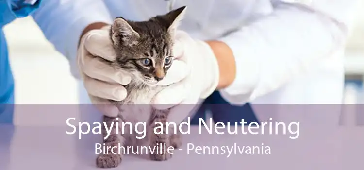 Spaying and Neutering Birchrunville - Pennsylvania