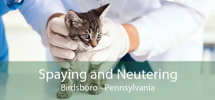 Spaying and Neutering Birdsboro - Pennsylvania