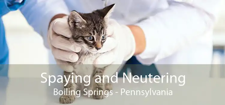 Spaying and Neutering Boiling Springs - Pennsylvania