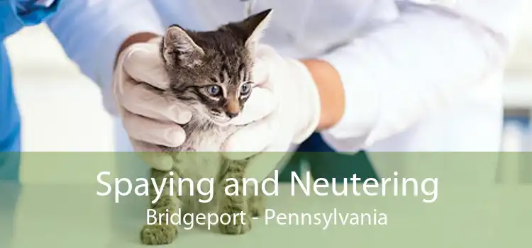 Spaying and Neutering Bridgeport - Pennsylvania
