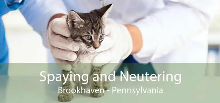 Spaying and Neutering Brookhaven - Pennsylvania