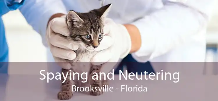 Spaying and Neutering Brooksville - Florida