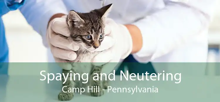 Spaying and Neutering Camp Hill - Pennsylvania