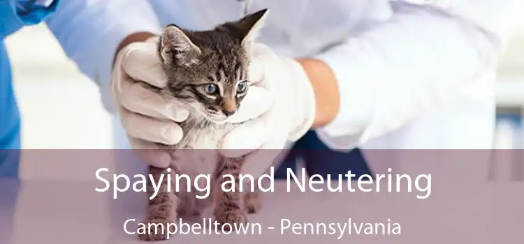 Spaying and Neutering Campbelltown - Pennsylvania