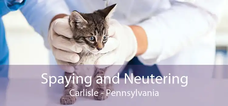 Spaying and Neutering Carlisle - Pennsylvania